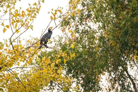 Great cormorant perched in a tree during in autumn Stock Photos