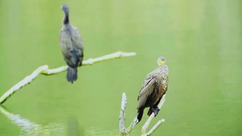 Great Cormorant (Phalacrocorax carbo) Stock Footage 282908791