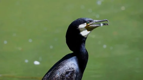 Great Cormorant (Phalacrocorax carbo) Stock Footage 282915057