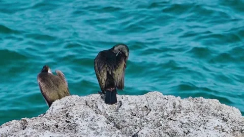 Great Cormorant (Phalacrocorax carbo) Stock Footage 282915894