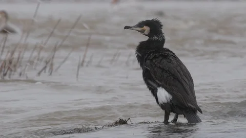 Great Cormorant (Phalacrocorax carbo) preening its feathers. Stock Footage