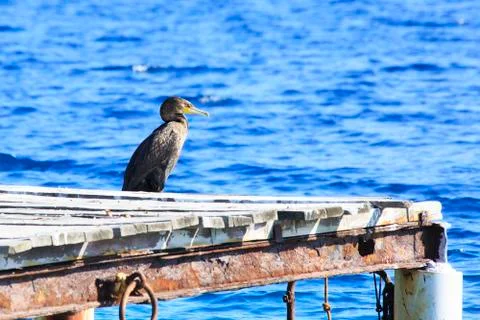 Great cormorant 库存照片