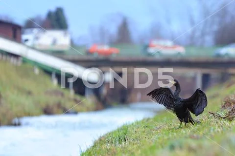 Great cormorant Stock Photos