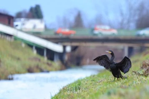 Great cormorant Foto stock