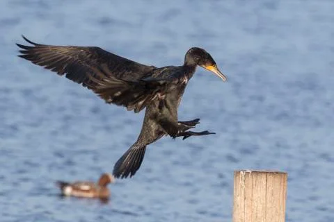 Great Cormorant Stock Photos
