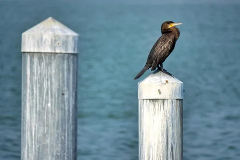 Great cormorant. Stock Photos