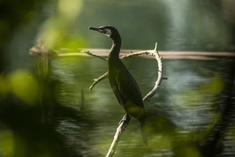 Great cormorant Stock Photos