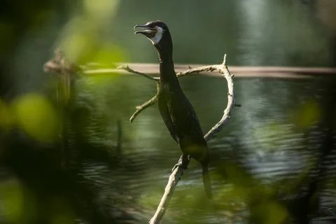 Great cormorant Stock Photos