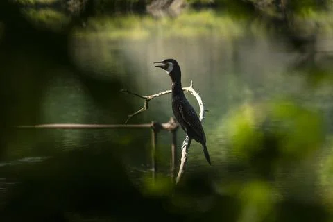 Great cormorant Stock Photos