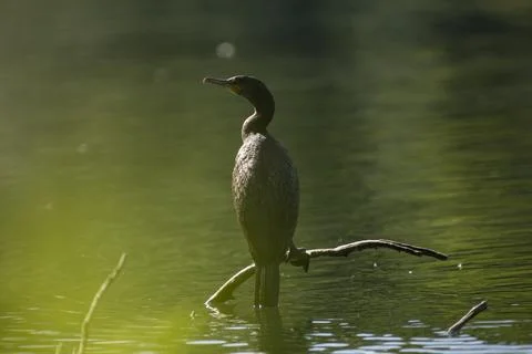 Great cormorant Foto stock