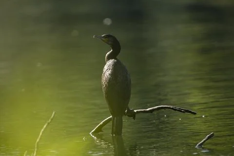Great cormorant Stock Photos