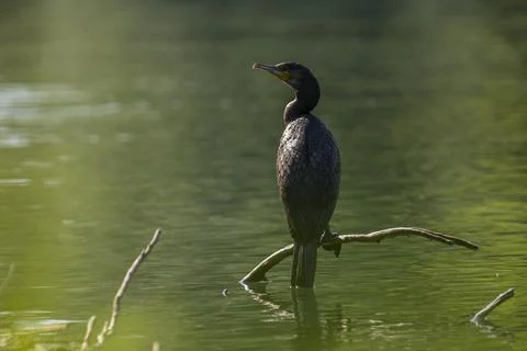 Great cormorant Stock Photos