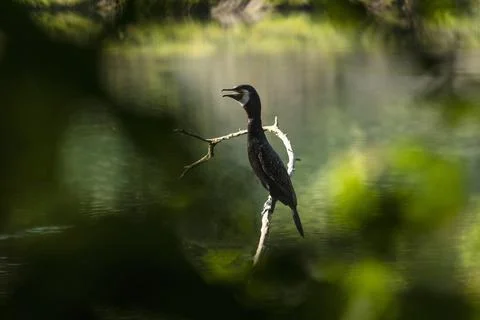 Great cormorant Stock Photos