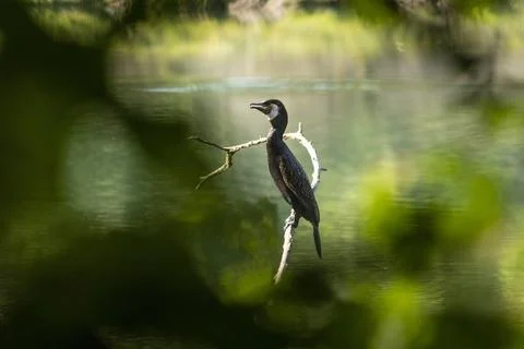 Great cormorant Stock Photos
