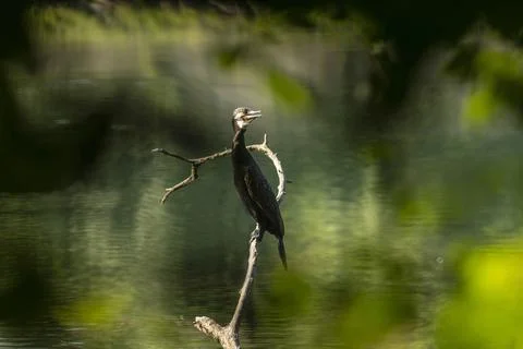 Great cormorant Stock Photos