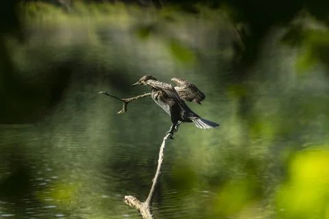 Great cormorant Stock Photos