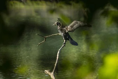 Great cormorant Foto stock