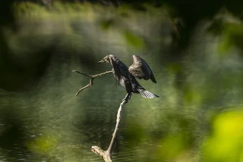 Great cormorant Stock Photos