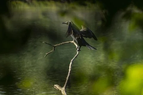 Great cormorant Stock Photos