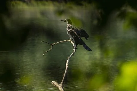 Great cormorant Stock Photos
