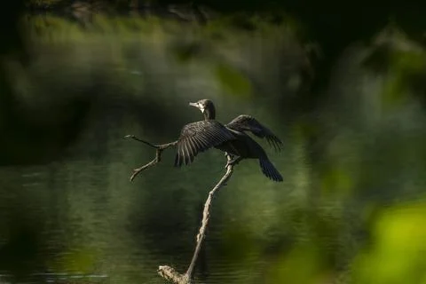 Great cormorant Foto stock