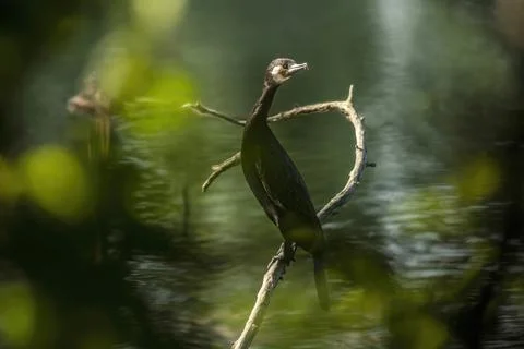 Great cormorant Stock Photos