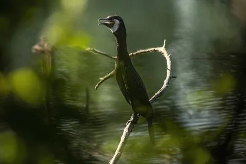 Great cormorant Foto stock