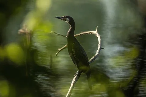 Great cormorant Stock Photos