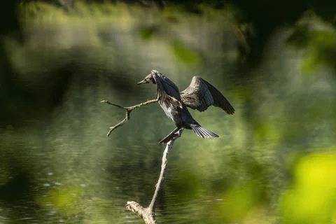 Great cormorant Stock Photos