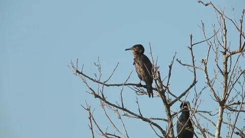 Great cormorant sitting on a branch Stock Footage 106172356