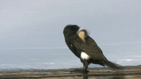 Great cormorant sitting on ice Stock Footage 78710703