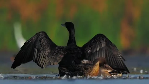 Great cormorant spreading its wings next to a duck in the water Видео 334824399