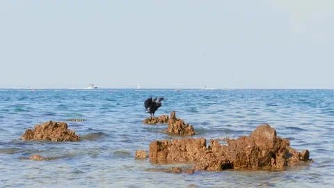 Great Cormorant spreading wings on reef, boats float by sea Stock Footage 114514765