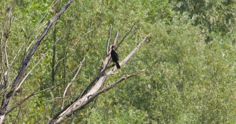 A great cormorant standing alone on a bare tree, lush foliage behind Stock Footage 260138747