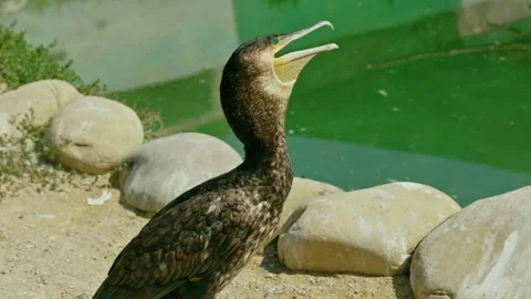 Great Cormorant Standing by Pond with Open Beak 1 Video stock 343670215