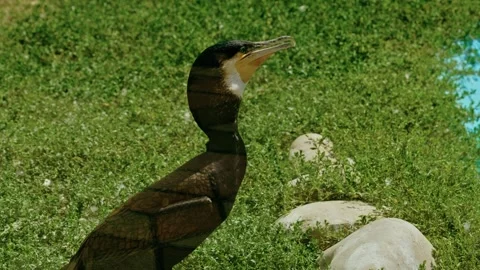 Great Cormorant Standing by Pond with Open Beak 2 Stockbeeldmateriaal 343670361
