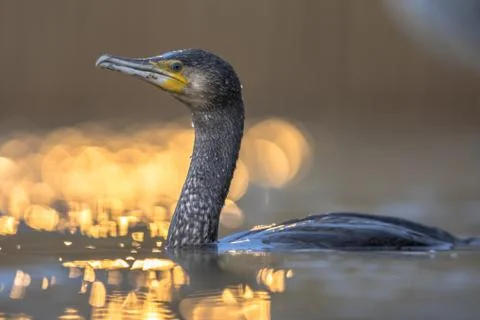 Great Cormorant in sunset reflection Stock Photos