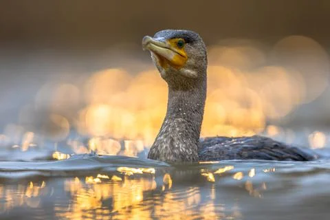 Great Cormorant in sunset reflection Stock Photos