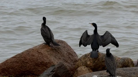 Great cormorants drying their feathers Vídeos de archivo 102479070