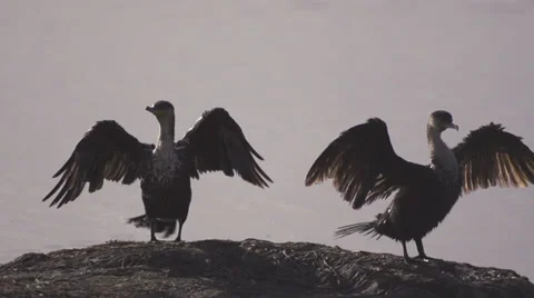 Great Cormorants drying wings Stock Footage 33537020