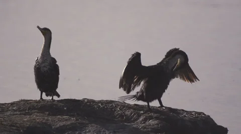 Great Cormorants flapping wings Stock Footage 33537095