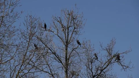 Great cormorants Stock Footage 149078478