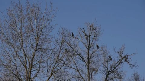 Great cormorants Stock Footage 149275368