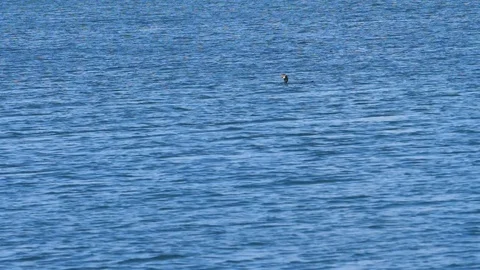 Great cormorants (Phalacrocorax carbo) surfacing Stock Footage