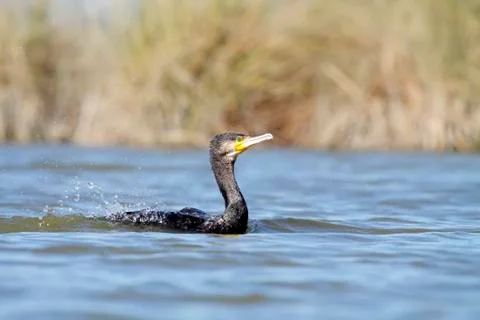 Great cormorants Stock Photos