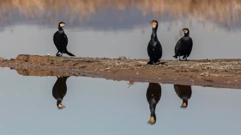 Great cormorants Stock Photos