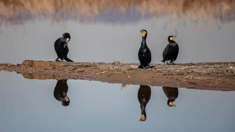 Great cormorants Stock Photos