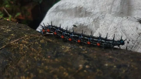The Great Crawl: A Tiny Traveler on a Big Journey Stock Footage 305130017