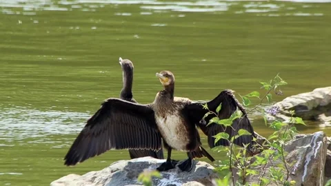 Great crested cormorants sunbathing Stock Footage 321006579