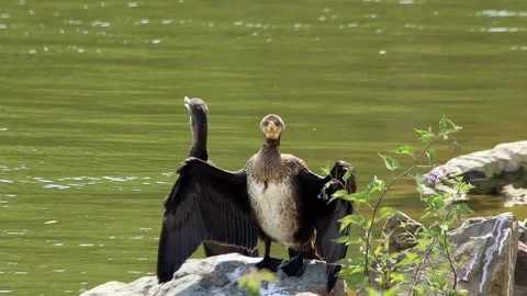 Great crested cormorants sunbathing Stock Footage 321006821